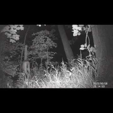 Jack's Trail Camera -- Episode 72 #shorts