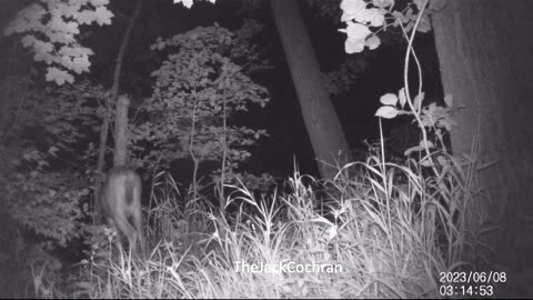 Jack's Trail Camera -- Episode 72 #shorts