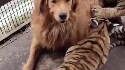 The golden retriever who became the mom of three tiger cubs...