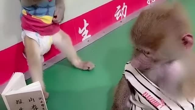 Cute monkey videos baby 😍 Funny Monkey Baby 😍 Newborn Monkey Baby