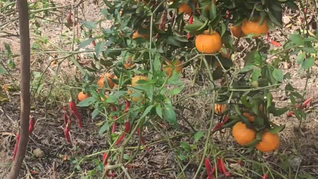 The delicious Egyptian tangerine tree