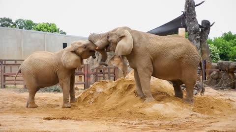 ELEPHANT SOUNDS FOR KIDS - Learn Trumpeting, Rumbling, and Roaring Sound Effects of Elephants-3