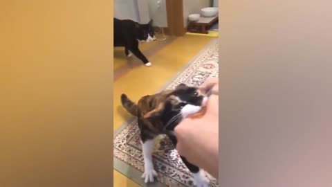 😂 LOL Alert! Hilarious Dogs and Cats Take Over 2023 🐾 Best Animal Moments This Month! 🎉