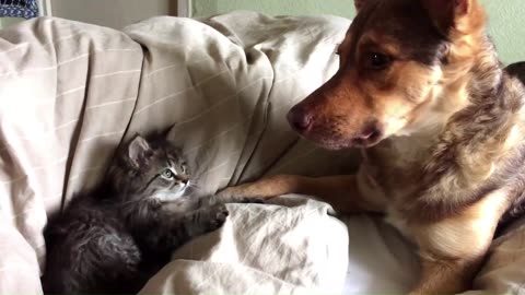 Fearless kitten meets giant dog for the first time