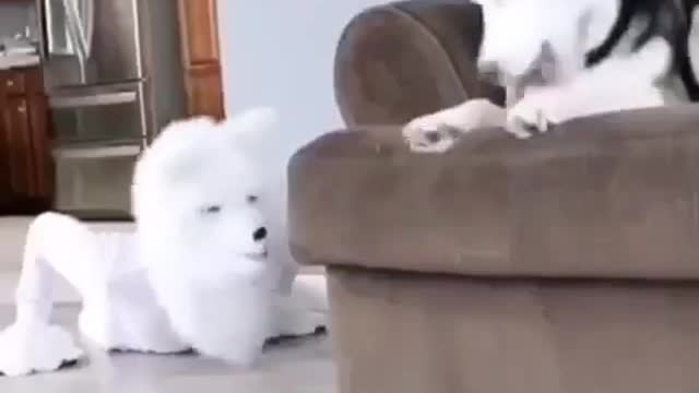 He really scared🤣🤣😂 Funny dog video