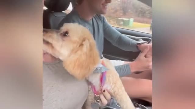 We Accidentally Brought the Wrong Dog Home From the Groomer