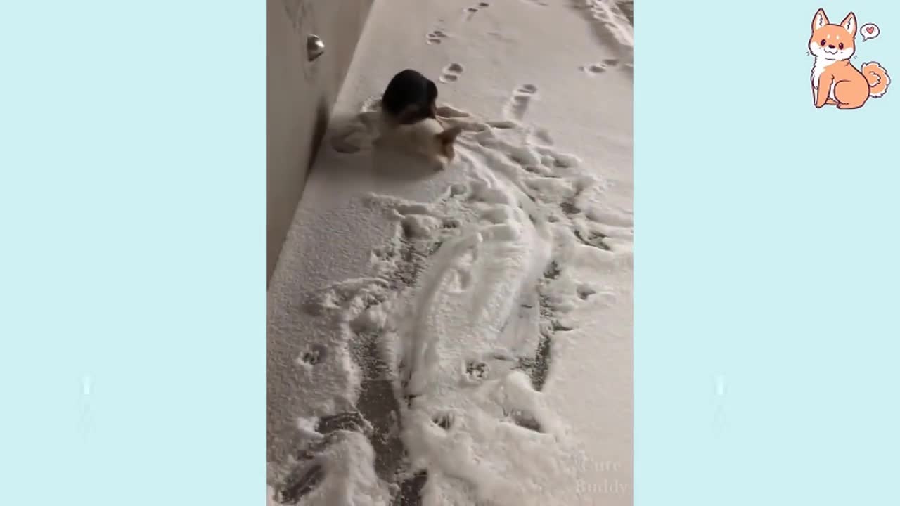 Funniest confused pet dogs compilation 2022 November Funny Video