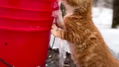 Kitten getting a drink with a wise quote