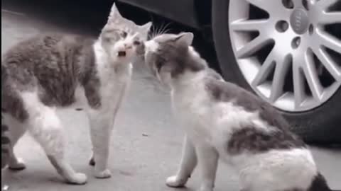 cute animal videos