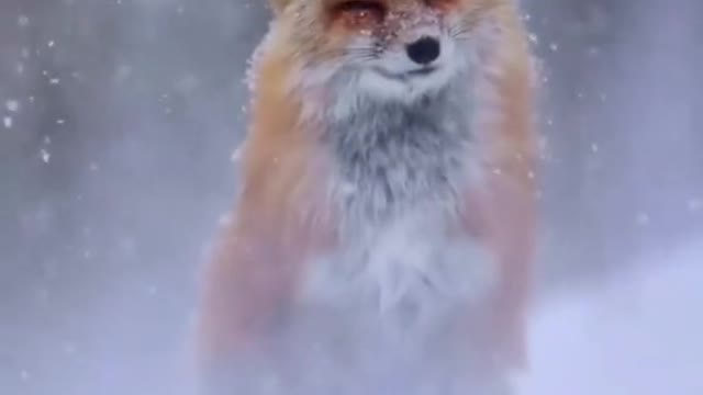 The fox