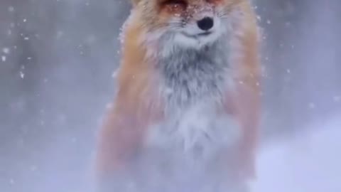 The fox