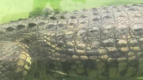 Fail Police fall into water