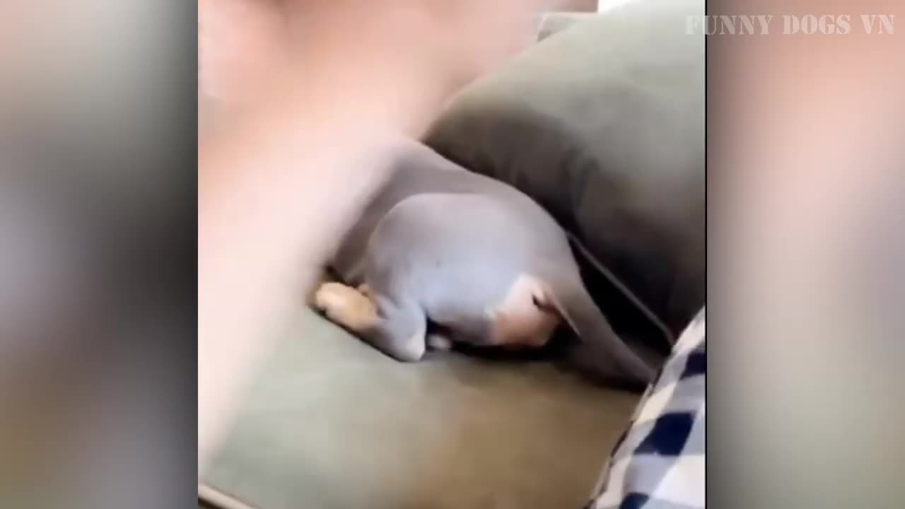 Funniest Animals Video - Funny Dogs And Cats - Try Not To Laugh Animals 2023 2
