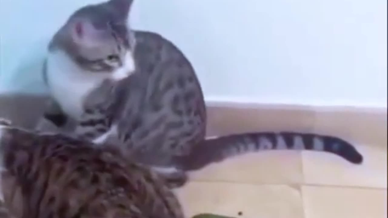 Funny Animal Compilation Part 1