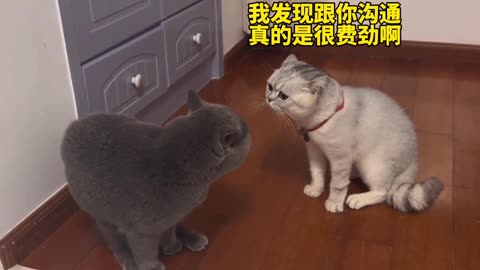 Cat's unlucky moment