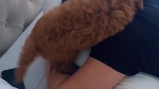 😁 Happy and Fun Dogs Part 3 - These Funny Dogs Will Make You Laugh In 10 Seconds 😁