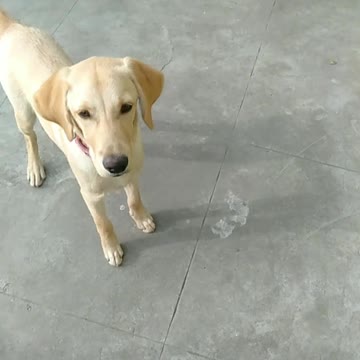 My labrador acts funny when its time for treats !!!!