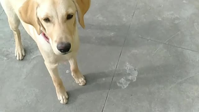 My labrador acts funny when its time for treats !!!!