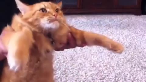 Cat dance