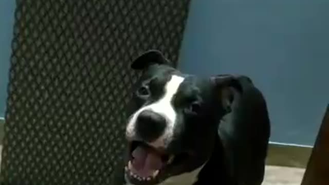 WATCH THIS CUTE PITBULL TRYING TO SING.AMAGING!!!!