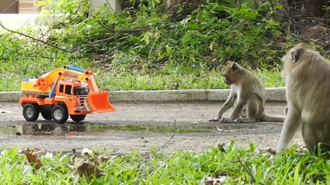 Funny Monkey & Lamborghini Toy Car