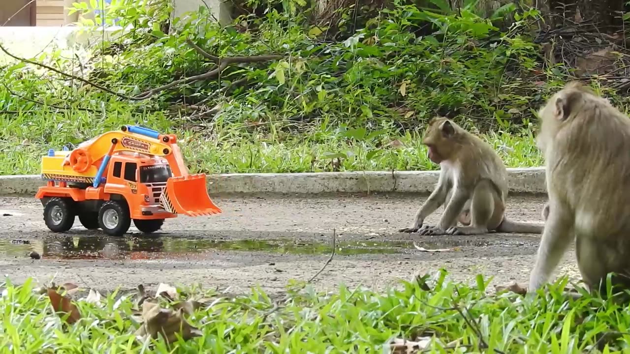 Funny Monkey & Lamborghini Toy Car