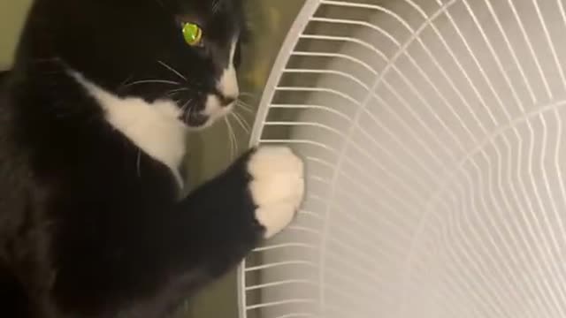 Kitty Playfully Paws at Pedestal Fan