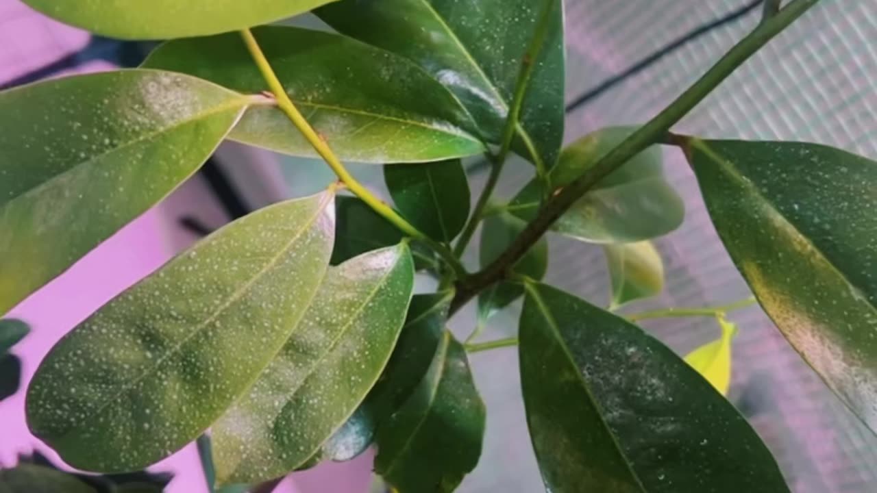 Ancient Soursop Tea