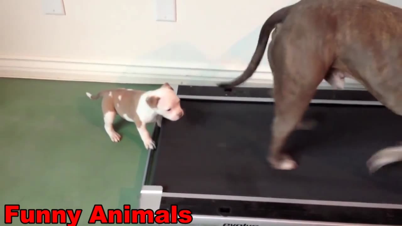 Animals Gone Wild: The Ultimate Funny Compilation! 😂🐾