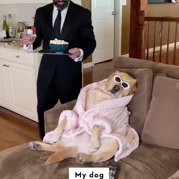 Which type of dog owner are you