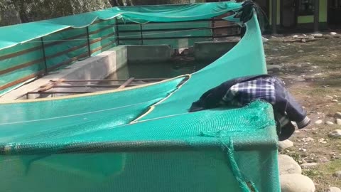 Fish farming kashmir video trout fish