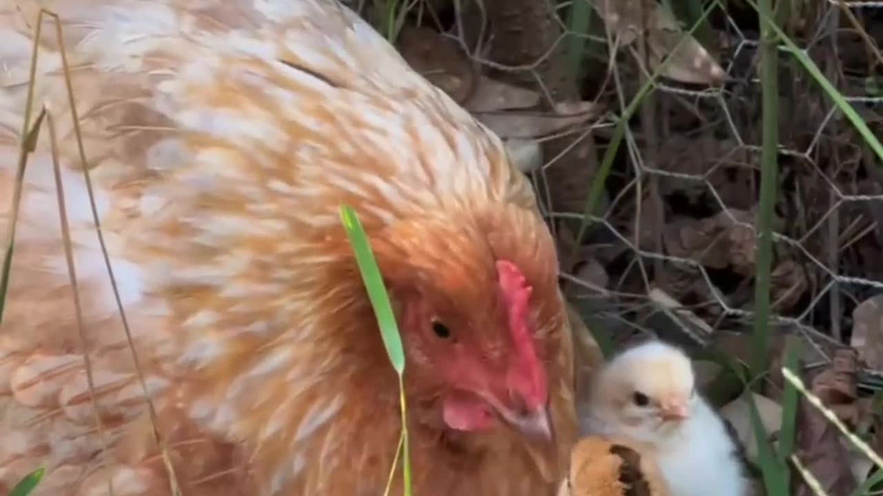 Cute animals_chicks playing with mom