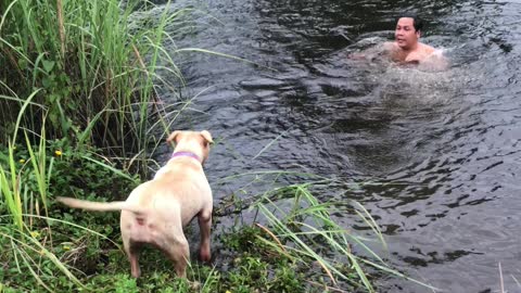 Doggo Dives In After Dude