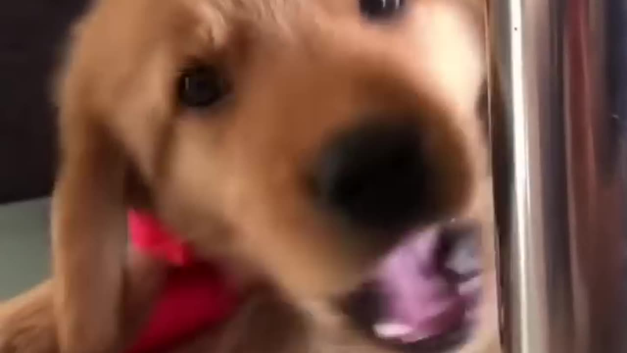 Funny dog moments video for kids