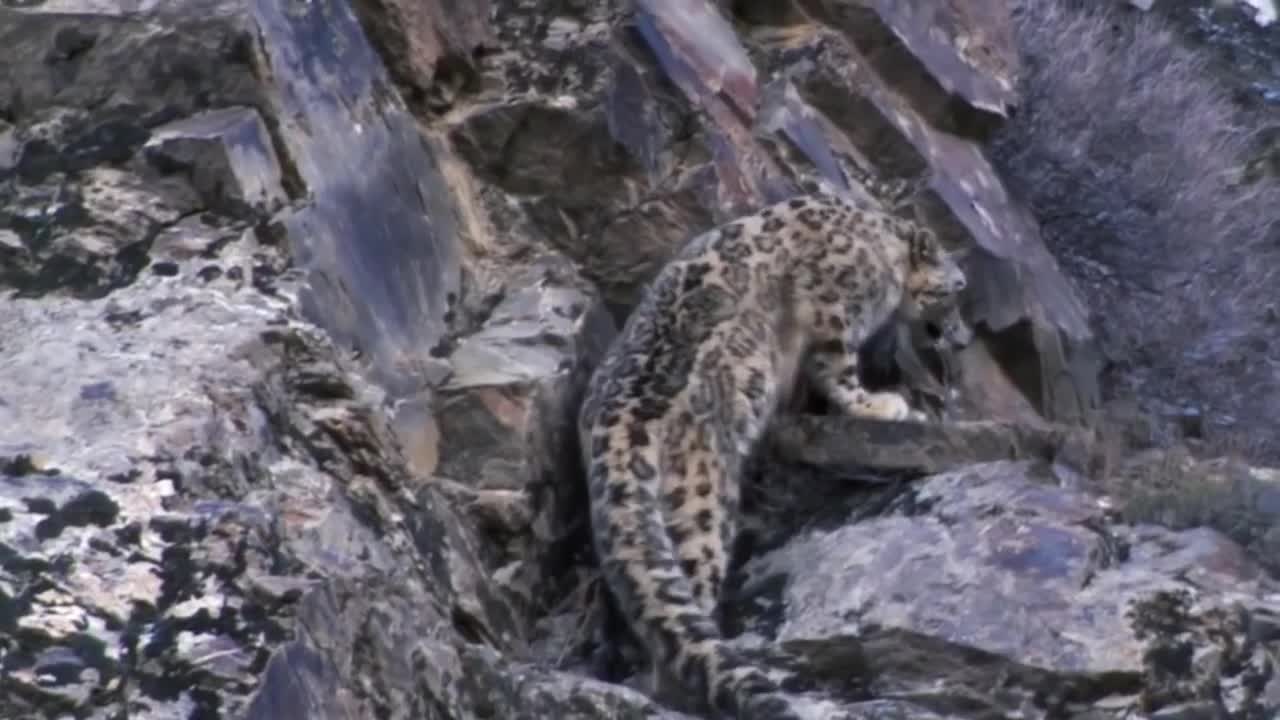 Mountain Goat Tossing Snow Leopard Falls Down From Cliff To Escape - Even The Mighty Can Falter-17