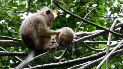 monkey and his baby monkey with fun