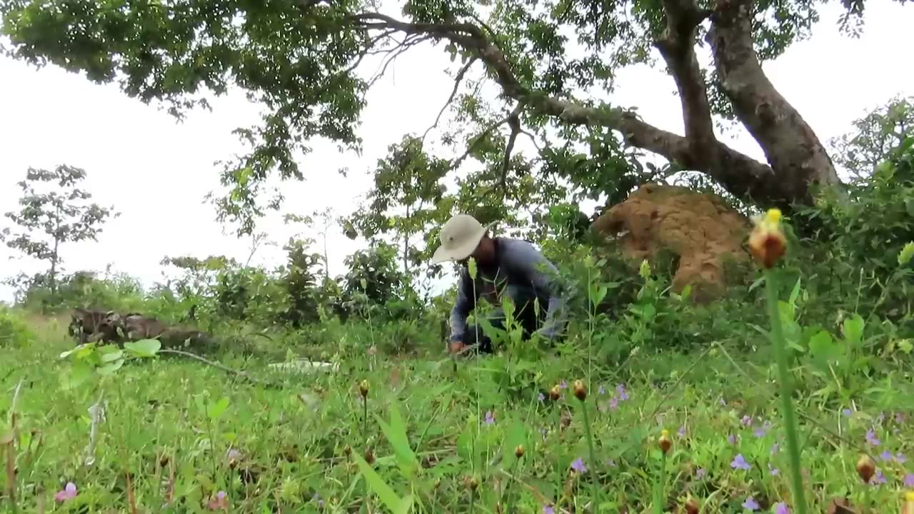 Bird Trapping ! First Creative Pigeon Trap By Using Plastic Bike Tool And Woods