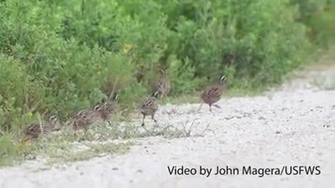 Counting Quail at Attwater_1