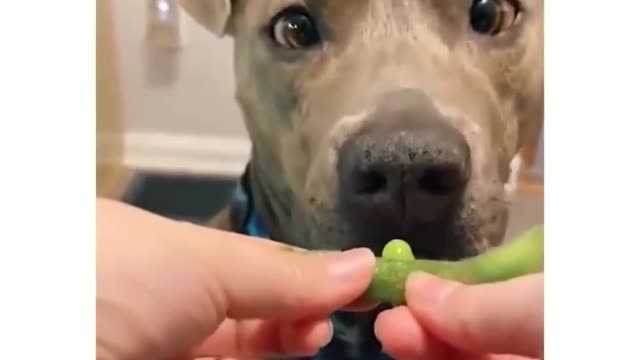 dog eats beans