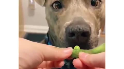 dog eats beans