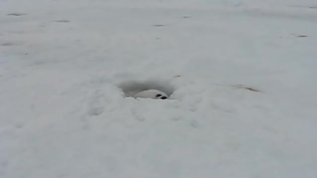 Cutest snow animal hiding