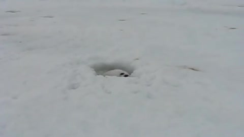 Cutest snow animal hiding