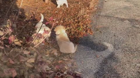 Golden Retriever Puppy Playtime 5 weeks old