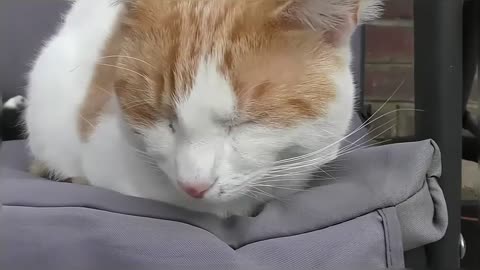 Cats Chilling On The Swing