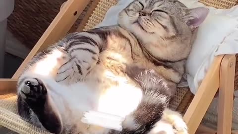 Cat chilin