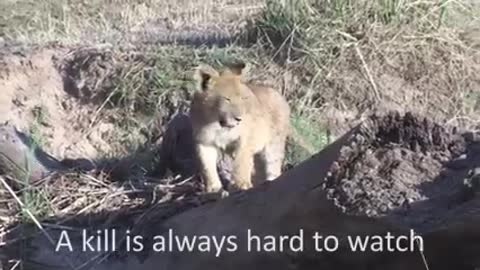 Lion killes