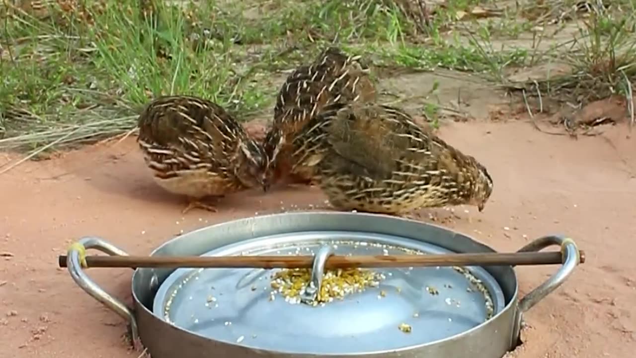 DIY Quail Trap #shorts #amazingtrap