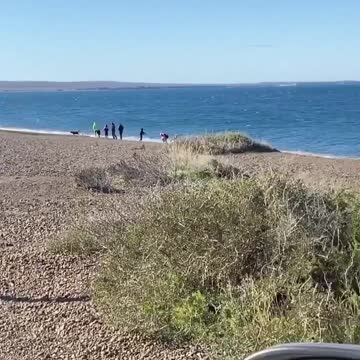 In Puerto Madryn's El Doradillo, They Scream At You As You Arrive
