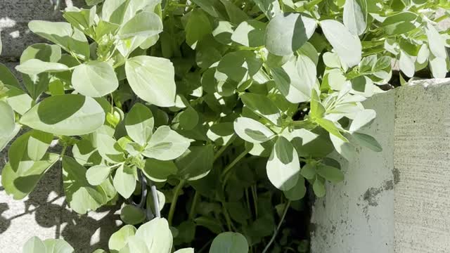 Beans flowers