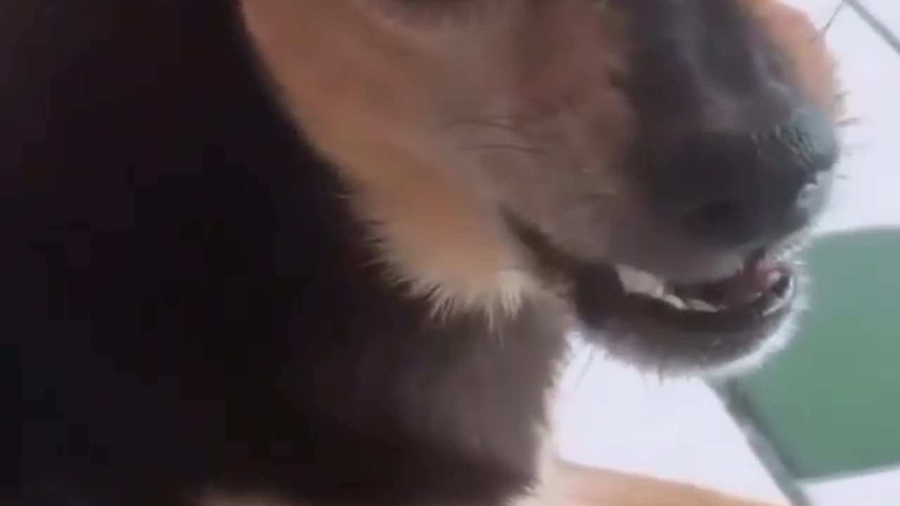 funny dog